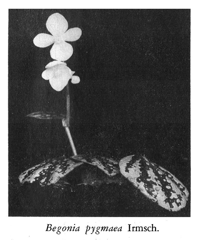 B. pygmaea